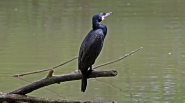 Kuzey yarımküre boyunca büyük siyah karabatak olarak bilinen büyük karabatak, Avustralya 'daki siyah karabatak ve Yeni Zelanda' nın daha güneyindeki siyah karabatak