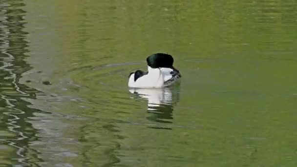 Common Merganser Goosander Mergus Merganser Plavání Kleinhesseloher Lake Anglické Zahradě — Stock video