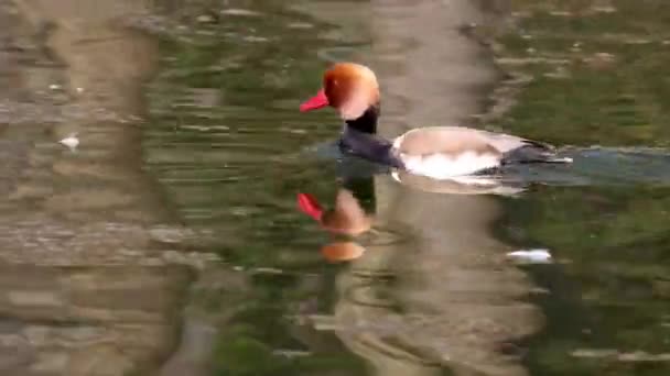 Pochard Crista Vermelha Netta Rufina Grande Pato Mergulho Aqui Lago — Vídeo de Stock