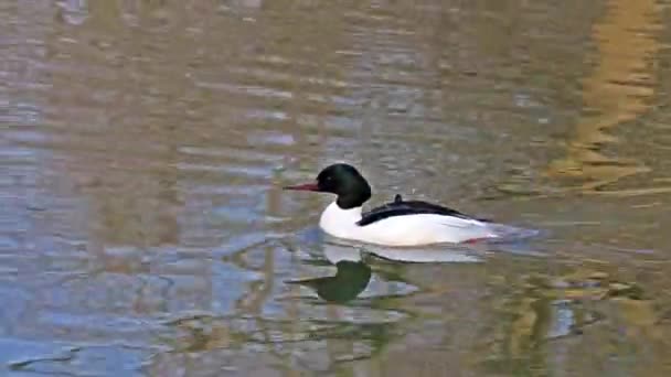 Merganser Comune Goosander Mergus Merganser Nuotare Sul Lago Kleinhesseloher Nel — Video Stock