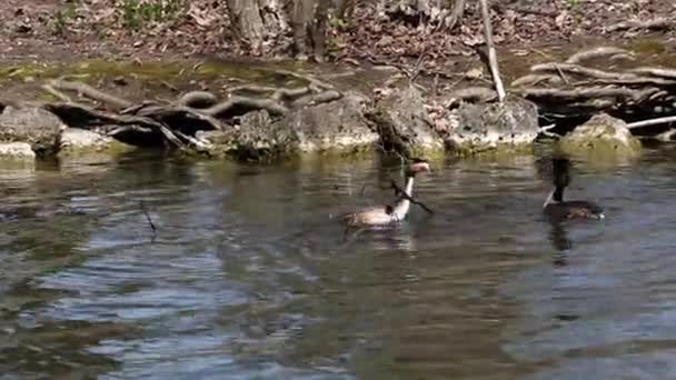 Para Wielkoczubków Podiceps Cristatus Budują Gniazdo Ptak Pięknymi Pomarańczowymi Kolorami — Wideo stockowe