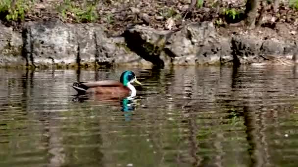 Die Stockente Oder Wildente Anas Platyrhynchos Ist Eine Streichelnde Ente — Stockvideo