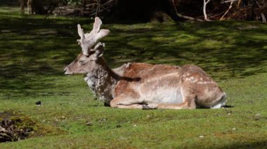 Fallow deer, Dama mezopotamya, Cervidae familyasından bir memeli türü..