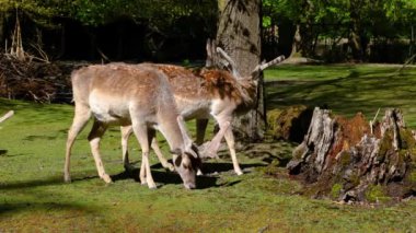 Fallow deer, Dama mezopotamya, Cervidae familyasından bir memeli türü..