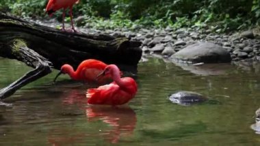 Kızıl aynak, Eudocimus ruber, Threskiornithidae familyasından bir kuş, kabuklu deniz ürünlerinin kırmızımsı renklerine hayran kalmıştır.