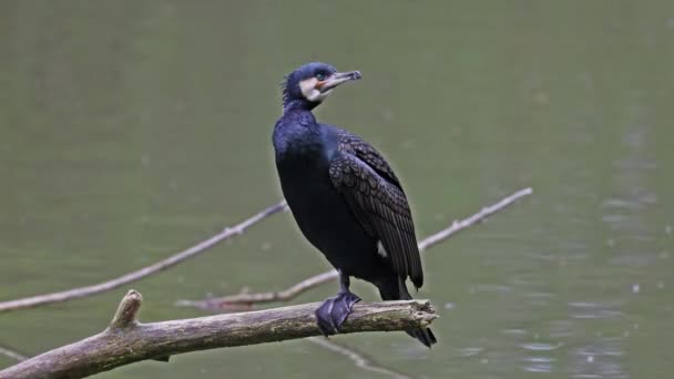 Grand Cormoran Phalacrocorax Carbo Connu Sous Nom Grand Cormoran Noir — Video