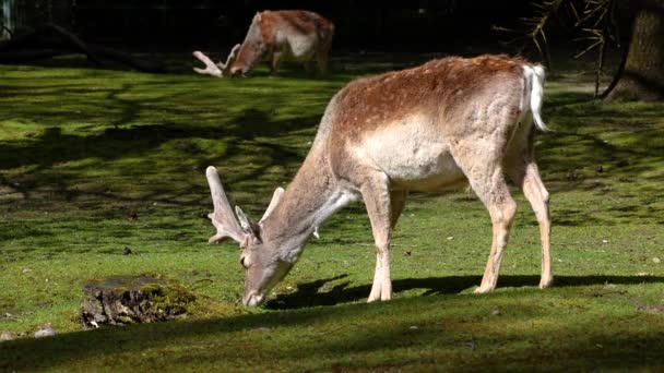 Der Damhirsch Dama Mesopotamica Ist Ein Wiederkäuendes Säugetier Aus Der — Stockvideo