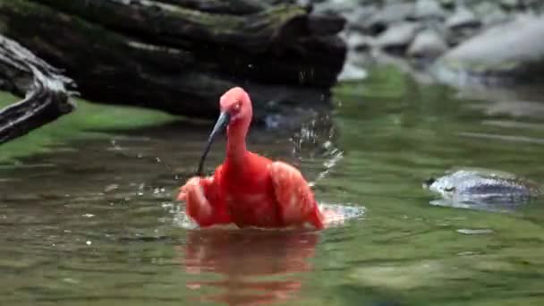 Szkarłatny Ibis Eudocimus Ruber Ptak Rodziny Threskiornithidae Podziwiany Przez Czerwonawe — Wideo stockowe