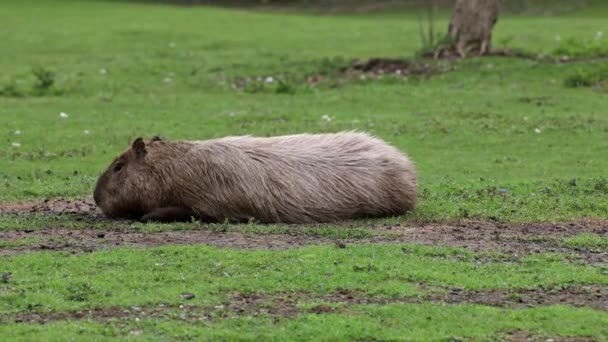 Capivara Hydrochoerus Hydrochaeris Maior Roedor Existente Mundo Seus Parentes Mais — Vídeo de Stock