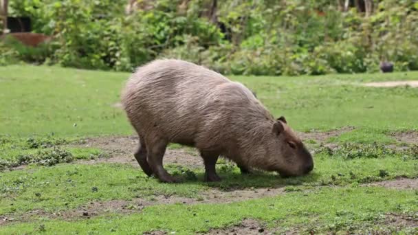 Hydrochoerus Hydrochaeris Capibara Het Grootste Nog Bestaande Knaagdier Ter Wereld — Stockvideo
