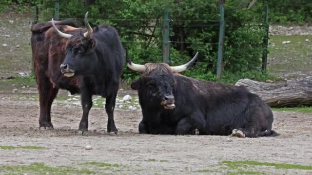Heck Rinder Bos Primigenius Taurus Behaupteten Den Ausgestorbenen Auerochsen Ähneln — Stockvideo