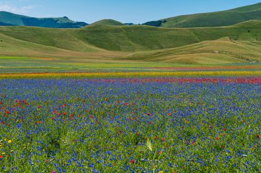 Castelluccio di Norcia 'da gelincikler ve çiçek açan mercimek, ulusal park sibillini dağları, İtalya, Avrupa