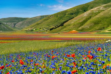 Castelluccio di Norcia 'da gelincikler ve çiçek açan mercimek, ulusal park sibillini dağları, İtalya, Avrupa