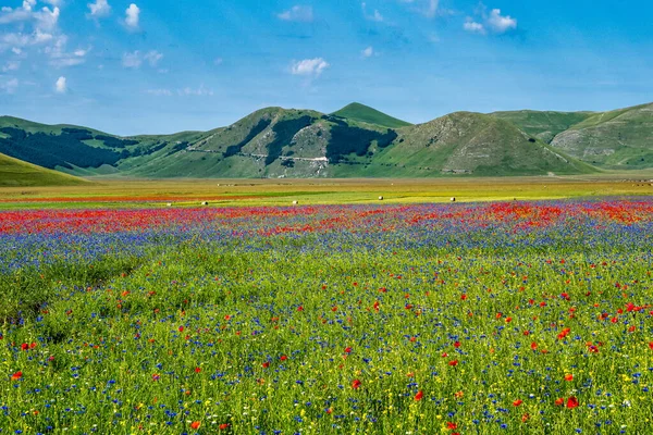 Lentil Flowering Poppies Cornflowers Castelluccio Norcia National Park Sibillini Mountains — Stock Photo, Image