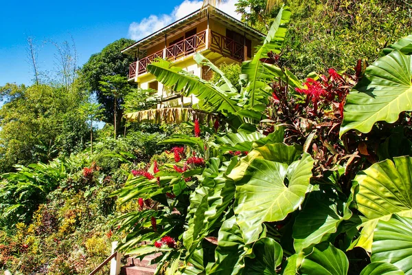 格林纳达岛康科德瀑布附近的景观 格林纳达是位于西印度群岛小安的列斯群岛南部的一个国家和岛屿 — 图库照片