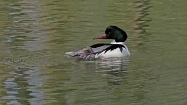 Münih 'teki İngiliz Bahçesi' nde Kleinhesseloher Gölü 'nde yüzen Merganser, Goosander ve Mergus merganser.