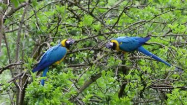 Mavi ve sarı papağan, Ara aratyası, mavi ve altın papağanı olarak da bilinir, çoğunlukla mavi üst kısımları ve açık turuncu alt kısımları olan büyük bir Güney Amerika papağanıdır.