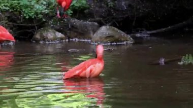 Kızıl aynak, Eudocimus ruber, Threskiornithidae familyasından bir kuş, kabuklu deniz ürünlerinin kırmızımsı renklerine hayran kalmıştır.