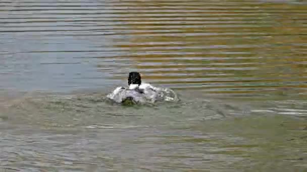 Merganser Comum Goosander Mergus Merganser Nadando Lago Kleinhesseloher Jardim Inglês — Vídeo de Stock