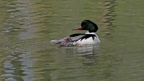 Common Merganser Goosander Mergus Merganser Nadando Lago Kleinhesseloher Jardín Inglés — Vídeos de Stock