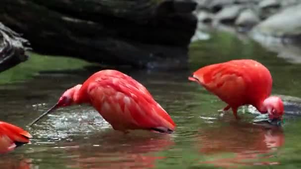 Szkarłatny Ibis Eudocimus Ruber Ptak Rodziny Threskiornithidae Podziwiany Przez Czerwonawe — Wideo stockowe