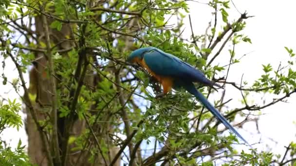 蓝黄的鹦鹉Ara Ararauna也被称为蓝金鹦鹉 Blue Gold Macaw 是一种大型的南美洲鹦鹉 顶部为蓝色 下部为橙色 — 图库视频影像