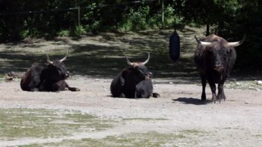 Bos Primigenius Taurus, soyu tükenmiş yaban öküzlerine benzediğini iddia etti. Alman parkında görülen yerli dağ sığırları