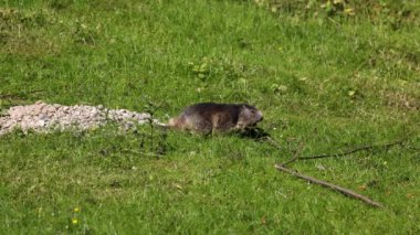 Marmota marmota, Orta ve Güney Avrupa 'nın dağlık bölgelerinde bulunan bir dağ sıçanı türüdür.