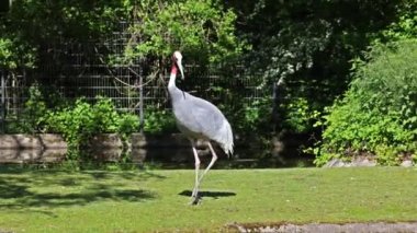 Sarus vinci, Grus antigone Hindistan 'ın Güneydoğu Asya ve Avustralya' nın bazı bölgelerinde bulunan büyük bir göçmen olmayan turnadır.. 