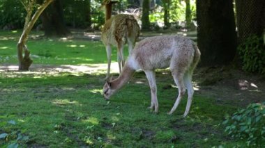 Vicunas, Vicugna Vicugna, And Dağları 'nın yüksek dağlık bölgelerinde yaşayan lama' nın akrabaları.