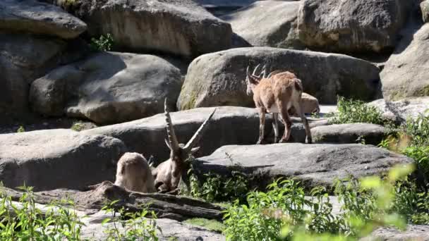 德国公园岩石上的雄性山地野牛或海牛 — 图库视频影像