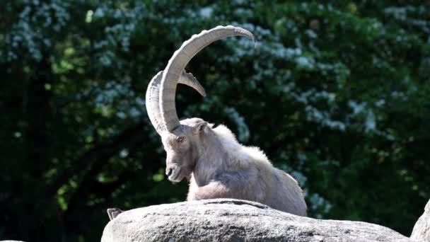 Mężczyzna Góra Ibex Lub Capra Ibex Skale Niemiecki Park — Wideo stockowe