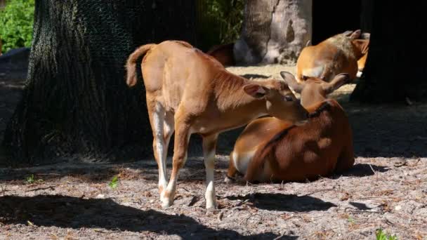 小宝宝班滕 Bos Javanicus或红牛 它是一种野生牛 但有一些与牛和野牛不同的主要特征 雄性和雌性的白色带底部 — 图库视频影像