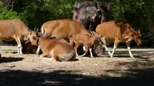 Banteng Bos Javanicus或Red Bull的家族 它是一种野生牛 但有一些与牛和野牛不同的主要特征 雄性和雌性的白色带底部 — 图库视频影像