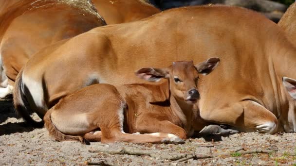 Junges Baby Banteng Bos Javanicus Oder Red Bull Ist Eine — Stockvideo