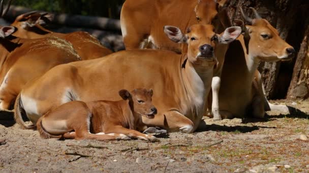 Familj Till Banteng Bos Javanicus Eller Red Bull Det Typ — Stockvideo