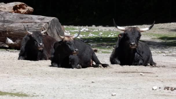 Gado Heck Bos Primigenius Taurus Alegou Assemelhar Aos Auroques Extintos — Vídeo de Stock