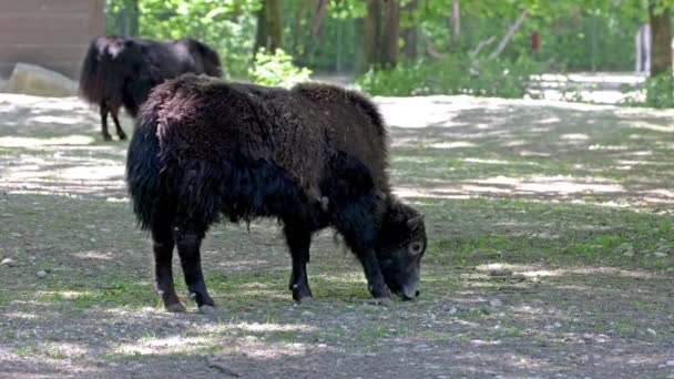 Junges Yak Baby Bos Grunzt Ein Langhaariger Domestizierter Bovid Der — Stockvideo