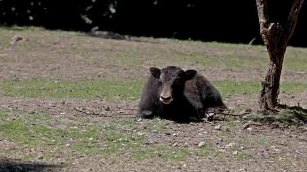 Piccolo Yak Domestico Bos Grunniens Bovidi Domestico Dai Capelli Lunghi — Video Stock