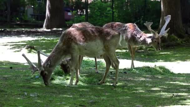 Der Damhirsch Dama Mesopotamica Ist Ein Wiederkäuendes Säugetier Aus Der — Stockvideo