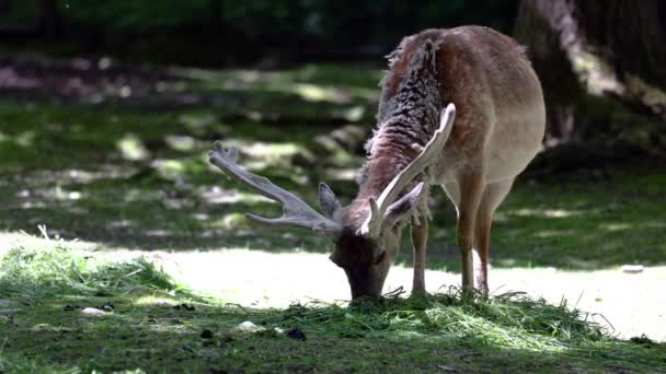 Fallow Deer Dama Mesopotamica Ruminant Mammal Belonging Family Cervidae — Stock Video