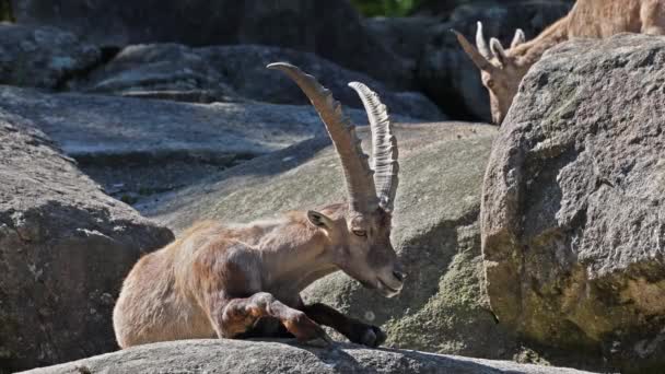 Macho Montaña Ibex Capra Ibex Una Roca Parque Alemán — Vídeos de Stock