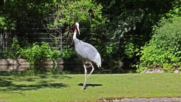 Sarus Kraan Grus Antigone Een Grote Niet Migrerende Kraan Gevonden — Stockvideo