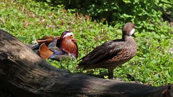 Mandarin Duck Aix Galericulata Вид Качок Розливається Східній Азії Тут — стокове відео
