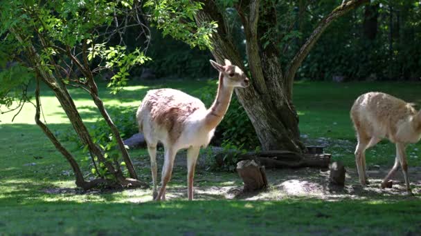 Vicunas Vicugna Vicugna 生活在安第斯山脉高山地区的美洲驼的亲戚 — 图库视频影像