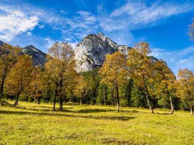 Ahornboden 'daki akçaağaç ağaçlarının sonbahar manzarası, Karwendel dağları, Tyrol, Avusturya