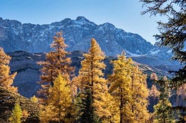 Ahornboden 'daki akçaağaç ağaçlarının sonbahar manzarası, Karwendel dağları, Tyrol, Avusturya