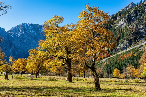 Ahornboden 'daki akçaağaç ağaçlarının sonbahar manzarası, Karwendel dağları, Tyrol, Avusturya