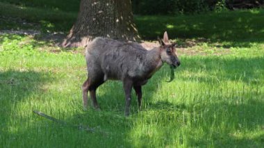Apennine Chamois, Rupicapra pyrenaica ornata, İtalya 'daki Abruzzo-Lazio-Molise Ulusal Parkı ve İspanya' daki Pireneler 'de yaşamaktadır.