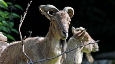 Türkmen markhor, Capra Falconeri heptneri. Bu türün adı boynuz şeklinden geliyor, tirbuşon ya da vida gibi kıvrılıyor. Markhor Pakistan 'ın sembollerinden biri.